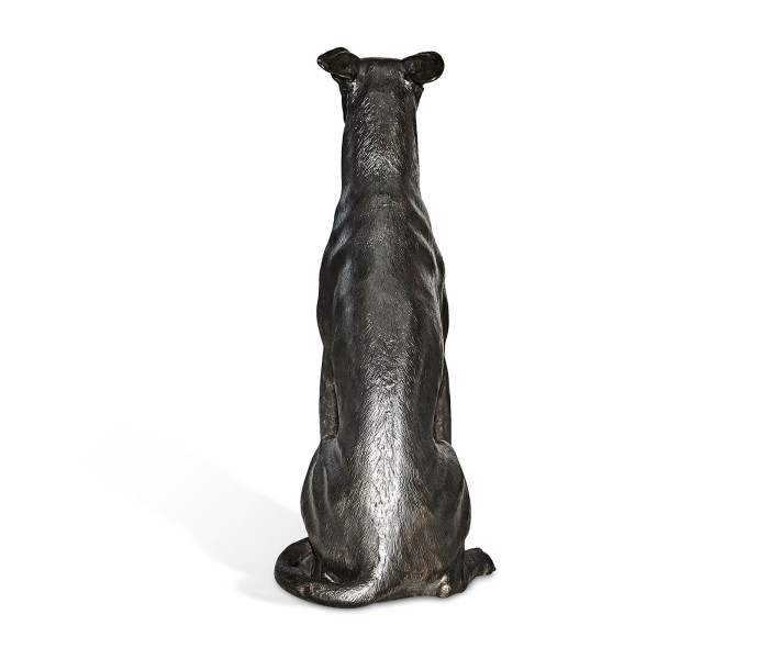 Whippet sitting no collars