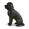 Harry labradoodle