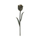 Dark Bronze Tulip Flower