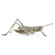 White Brass Grasshopper