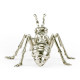 White Brass Ant