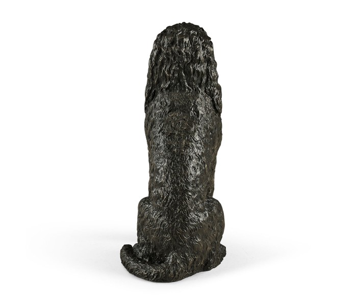 Henry labradoodle