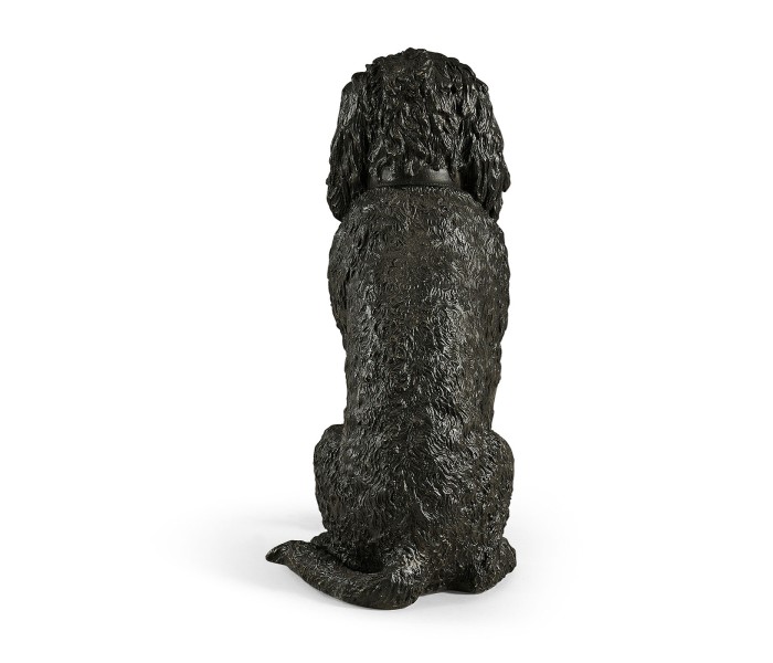 Harry labradoodle