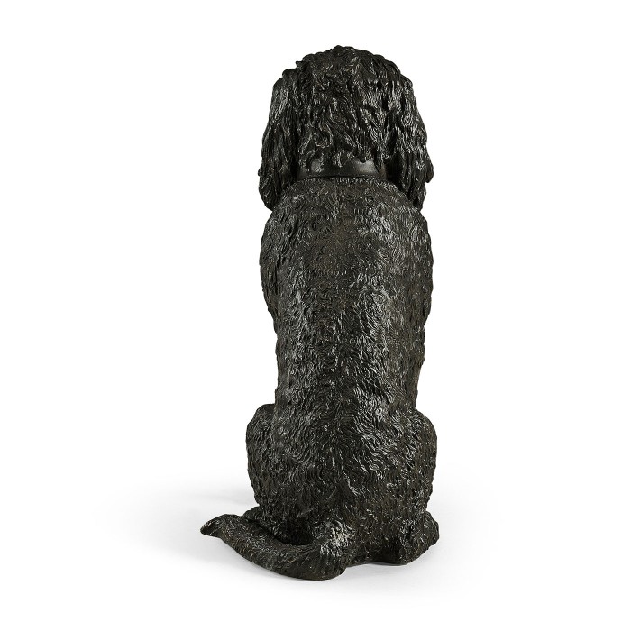 Harry labradoodle