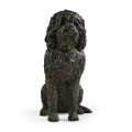 Harry labradoodle