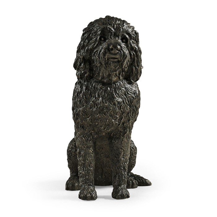 Harry labradoodle