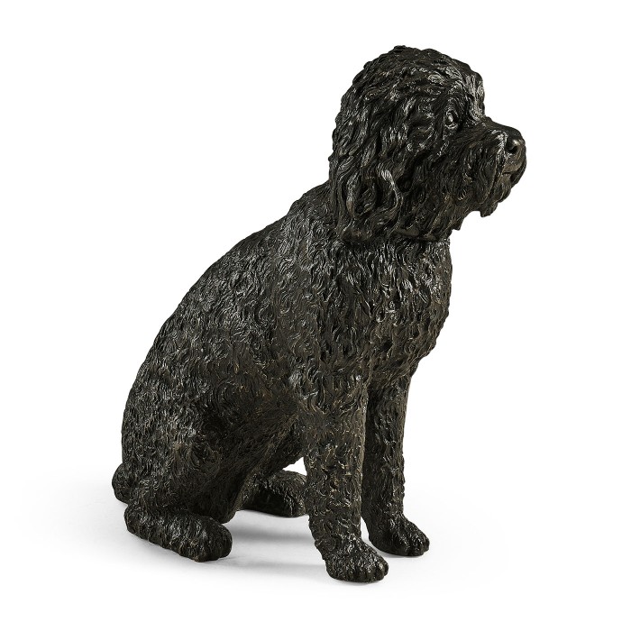 Harry labradoodle