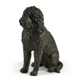Harry labradoodle