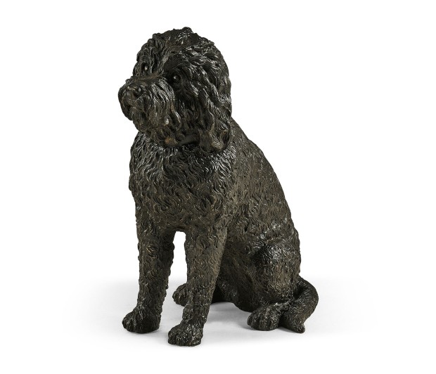 Harry labradoodle