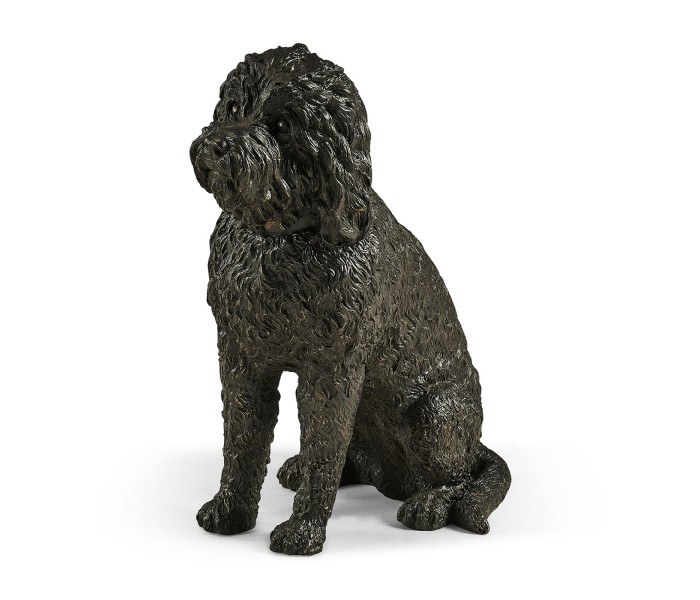 Harry labradoodle