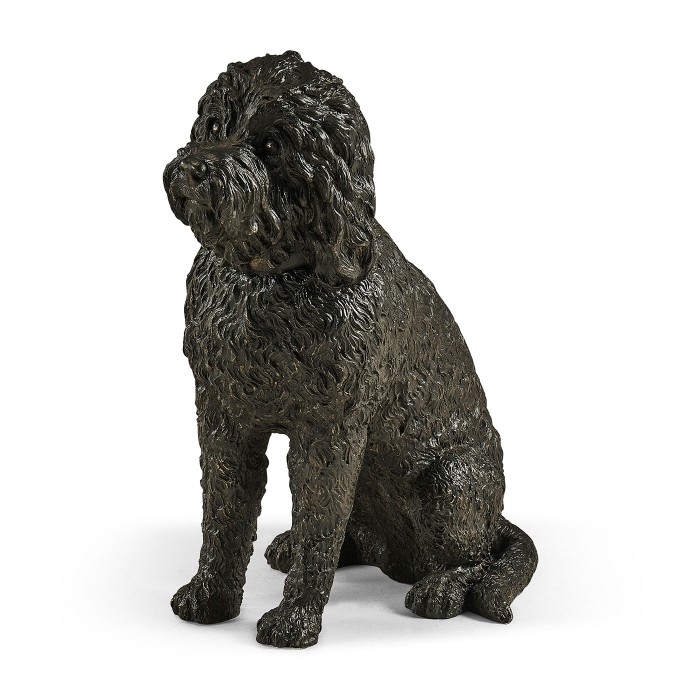 Harry labradoodle