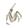 White Brass Praying Mantis