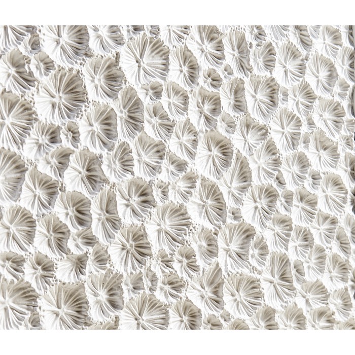 Cast Coral Server