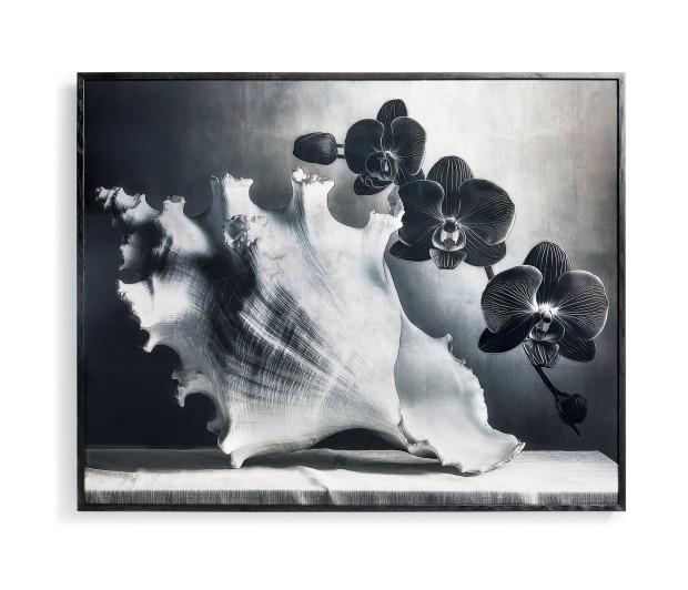 Silver Conch