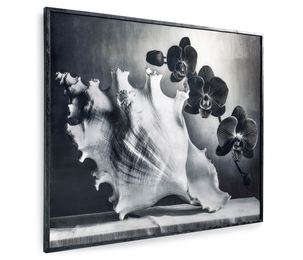 Silver Conch