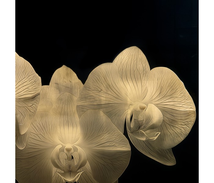 Gold Orchid