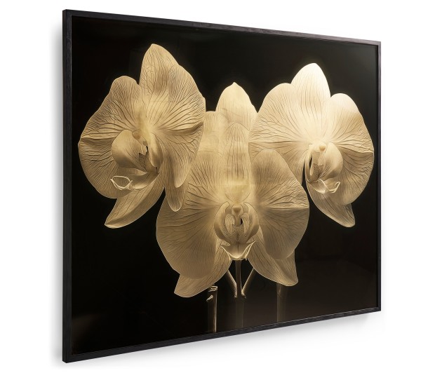 Gold Orchid