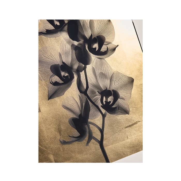 Black Orchids - Set of 2