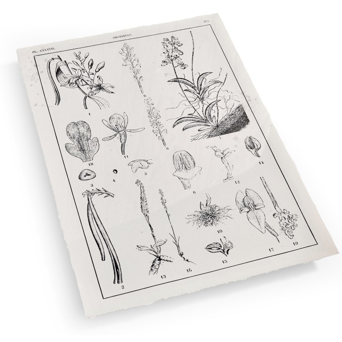 Botanica Knowledge - Set of 4