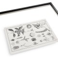 Botanica Knowledge - Set of 4