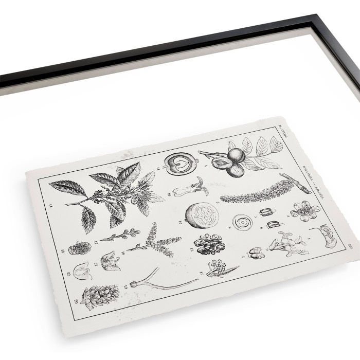 Botanica Knowledge - Set of 4