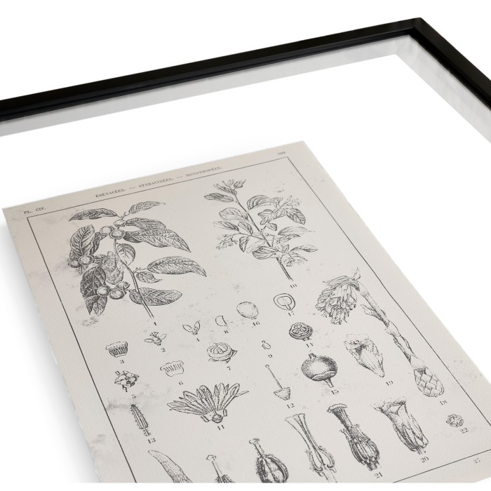 Botanica Knowledge - Set of 4