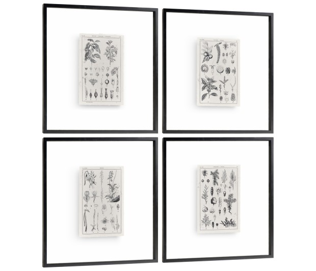 Botanica Knowledge - Set of 4