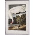 Audubon Birds - Set of 6