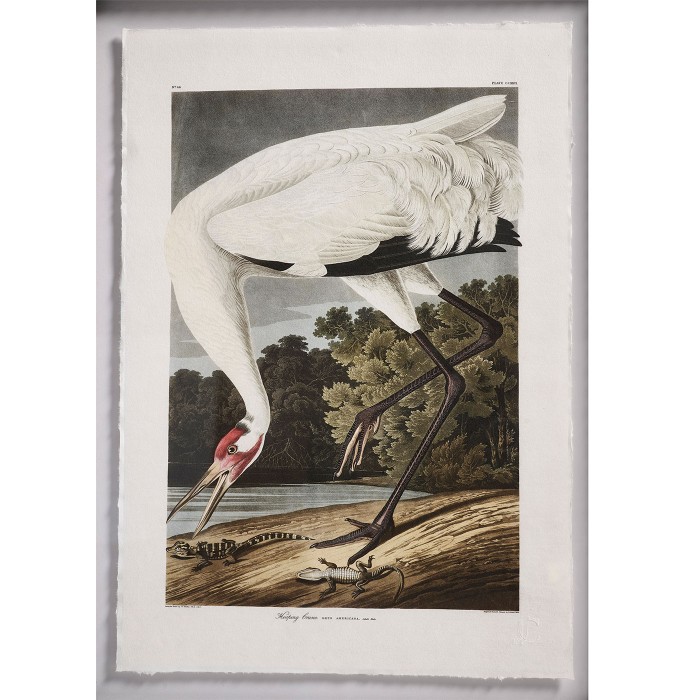 Audubon Birds - Set of 6