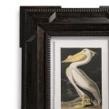 Audubon Birds - Set of 6