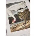 Audubon Birds - Set of 6