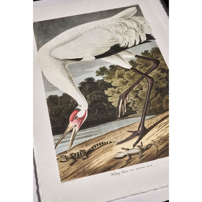 Audubon Birds - Set of 6