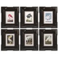 Audubon Birds - Set of 6