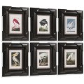 Audubon Birds - Set of 6