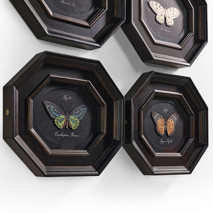 Wings of Discovery – Set of 6