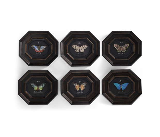 Wings of Discovery – Set of 6