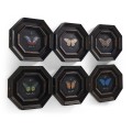 Wings of Discovery – Set of 6