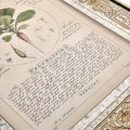 Herbal of Enlightenment - Set of 4