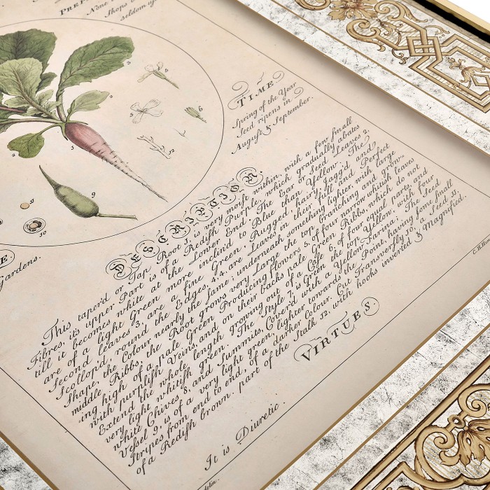 Herbal of Enlightenment - Set of 4