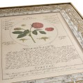 Herbal of Enlightenment - Set of 4