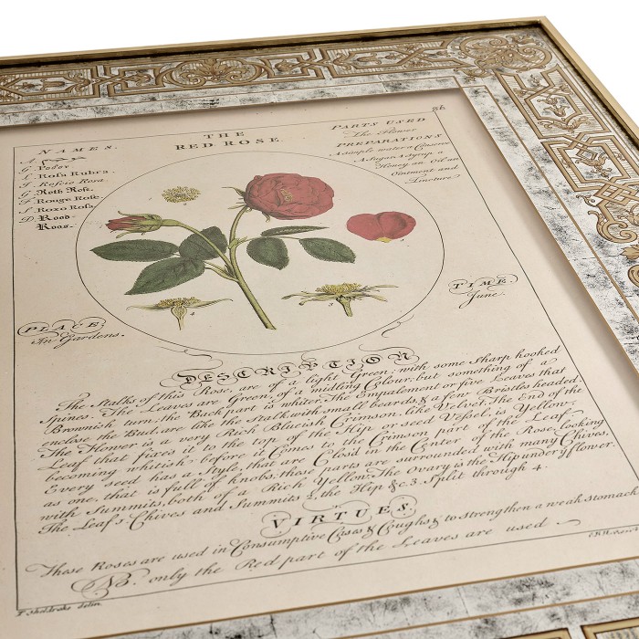 Herbal of Enlightenment - Set of 4