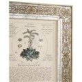 Herbal of Enlightenment - Set of 4