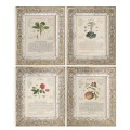 Herbal of Enlightenment - Set of 4