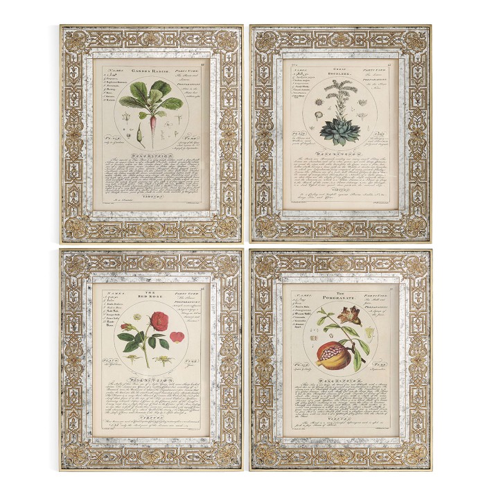 Herbal of Enlightenment - Set of 4