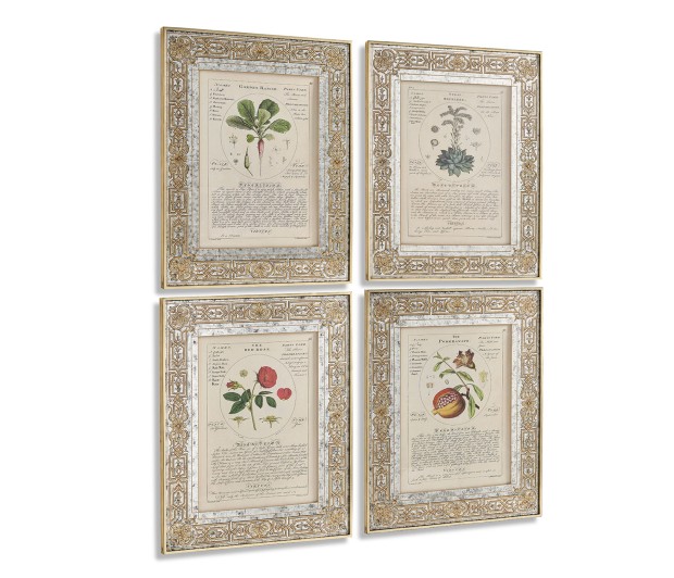 Herbal of Enlightenment - Set of 4
