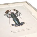 Vintage Marine Animals - Set of 4