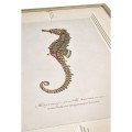 Vintage Marine Animals - Set of 4