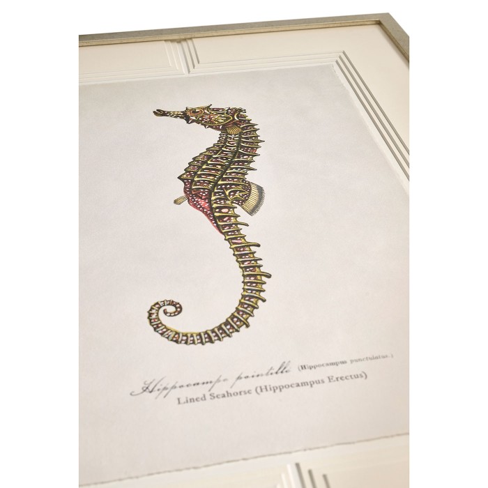 Vintage Marine Animals - Set of 4