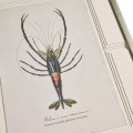 Vintage Marine Animals - Set of 4