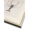 Vintage Marine Animals - Set of 4